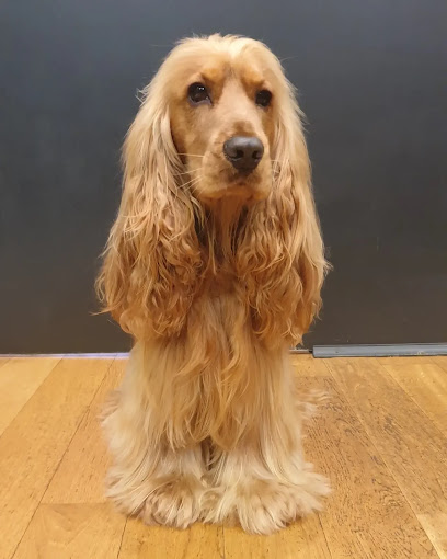 Dog World Grooming Salon & Academy, London