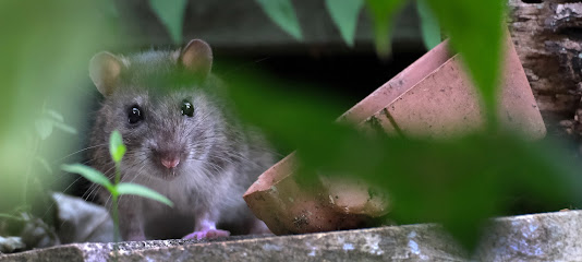 Elite Force Pest Control Limited, London