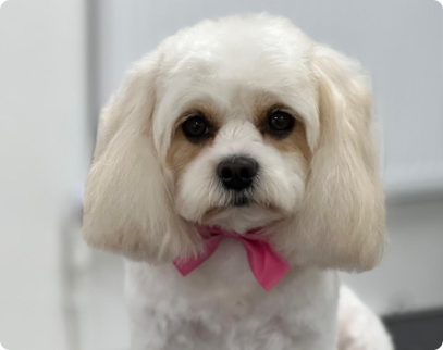 Paws Grooming Empire | Dog & Cat Grooming | Dog Walking | Doggy Day Care | Finchley, London
