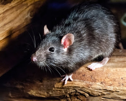 Thames Pest Control, London